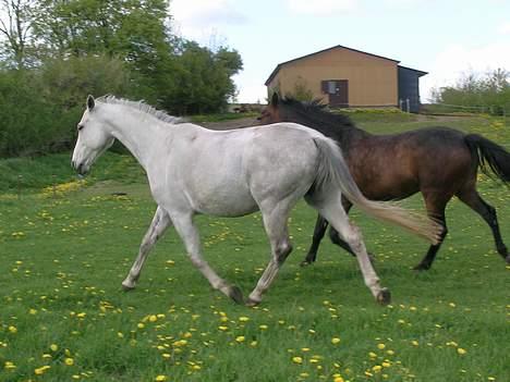 Dansk Varmblod Vennelunds Nala *R.I.P* - maj 06  FOTO: Helle billede 16