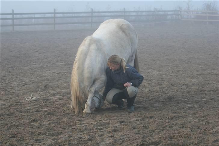 New Forest Nero - Nero bukker:-) D. 17-11-07 billede 13