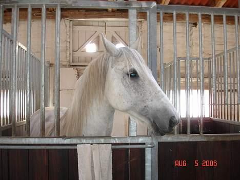 New Forest Nero - total negativ vil jeg have lov at være. billede 14