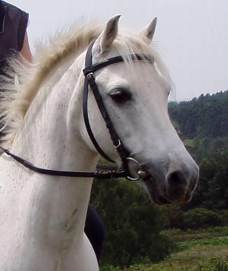 Welsh Pony (sec B) Lyngvejens Agent - Smukke Grunk. billede 12