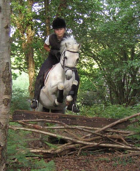 Welsh Pony (sec B) Lyngvejens Agent - Agent og jeg springer i vores skov 05.05.07. Fotograf: Julie M¢ller billede 13