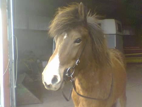 Islænder Ekil Fra Mundelstrup*DØD* billede 3