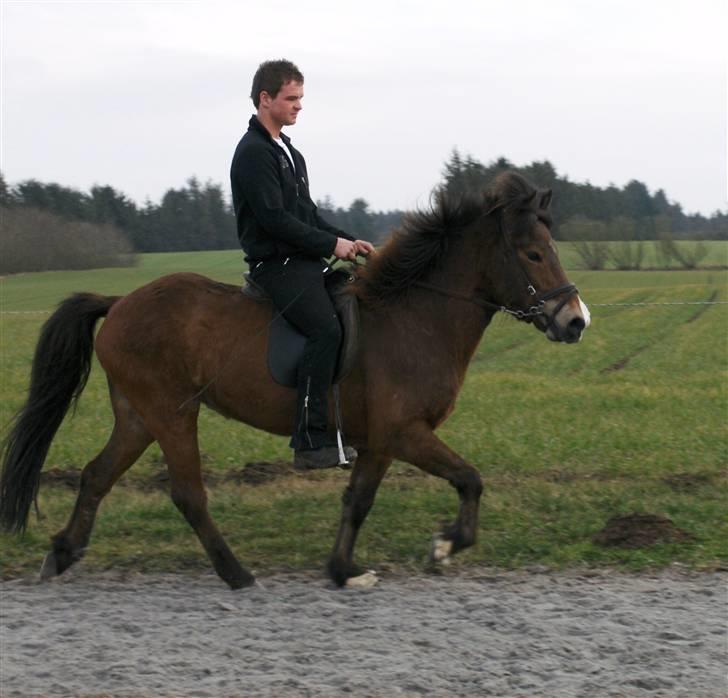 Islænder Ekil Fra Mundelstrup*DØD* - Andreas der rider ham .. :) billede 4