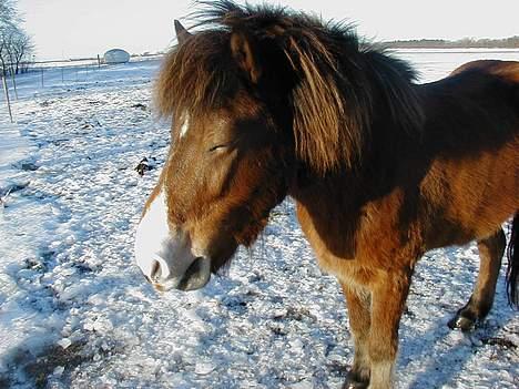 Islænder Ekil Fra Mundelstrup*DØD* billede 5