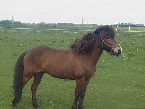 Islænder Ekil Fra Mundelstrup*DØD* billede 6