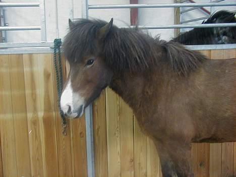 Islænder Ekil Fra Mundelstrup*DØD* billede 7