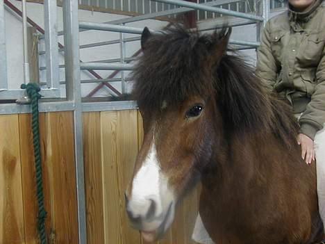Islænder Ekil Fra Mundelstrup*DØD* - hihi han rækker tunge.. billede 8