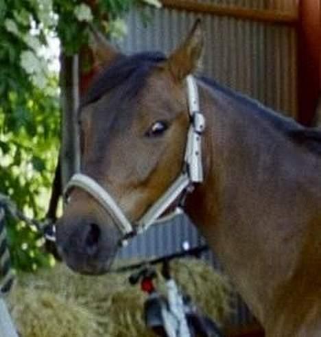 Anden særlig race Jaco * i miss you dear * - Min smukke hest <3 billede 2