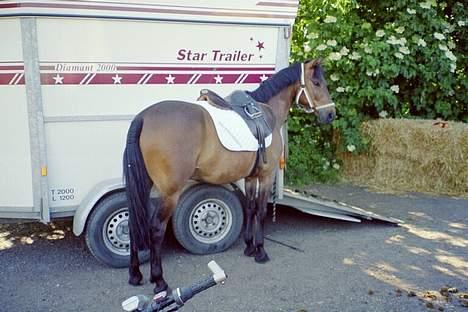 Anden særlig race Jaco * i miss you dear * - Jaco ved traileren på MFR billede 4