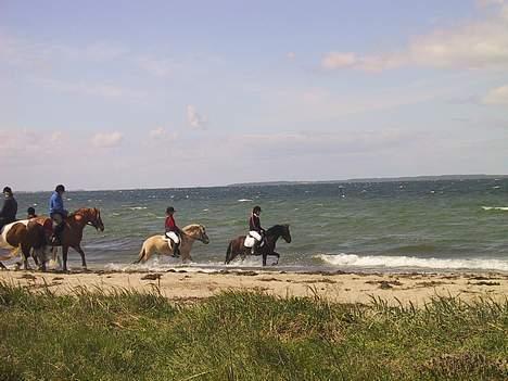 Anden særlig race Jaco * i miss you dear * - En tur i vandet med Sandra på sin fjordhest og Ole på Bitten billede 5