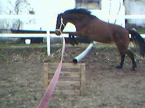 Anden særlig race Jaco * i miss you dear * - Hooooop ! billede 7