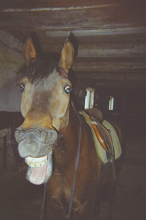 Anden særlig race Jaco * i miss you dear * - "Hahahaha det er Anne" billede 9