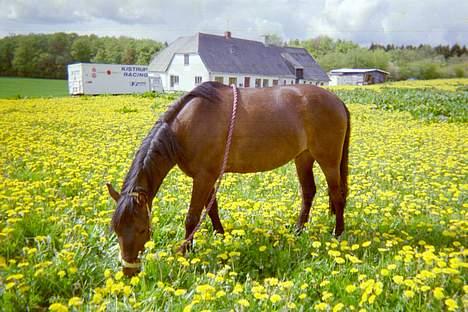 Anden særlig race Jaco * i miss you dear * - Jaco på engen med en masse mælkebøtter... billede 10