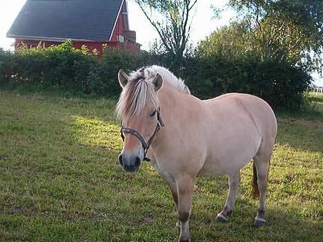 Fjordhest zita - weee billede 11