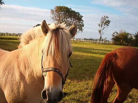 Fjordhest zita billede 12