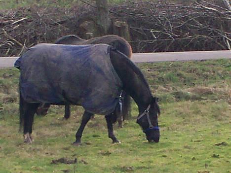 Anden særlig race Borneo 23- aflivet ;( - På fold februar 2007 billede 13