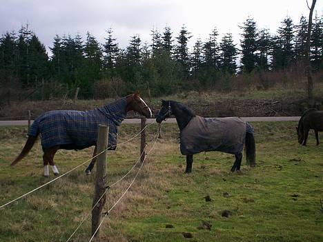 Anden særlig race Borneo 23- aflivet ;( - På fold februar 2007- står og nusser med min nye hest <3 billede 14
