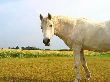 DSP Kathinka billede 13