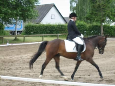 New Forest Elmholts Odessa SOLGT - Fynsmesterskab 06 billede 13