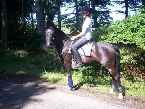 Anden særlig race Borneo 23- aflivet ;( - På vej hjem efter endt ridetur :) billede 17