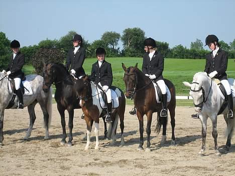 New Forest Elmholts Odessa SOLGT - Præmioverrækkelse til Fynsmesterskab 06 (det er os nr. 2 fra højre) billede 14