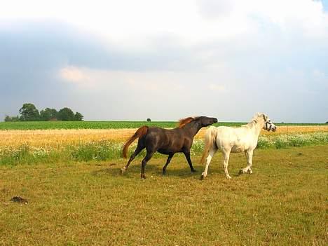 DSP Kathinka - See hvor sur Rosa er! Kathinka kom i vejen, så blev Rosa lidt mobset! billede 14