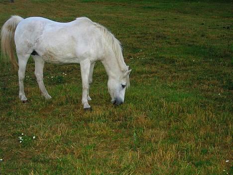 DSP Kathinka billede 15