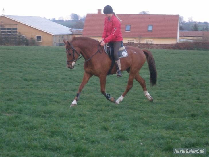 DSP Zanick - Solgt. - Dressur (: Foto; ? billede 12