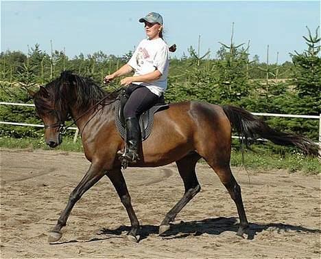 Arabisk fuldblod (OX) Victoria Lynn - SOLGT -  - Taget d. 5. august 2005 af Jani Pedersen billede 7