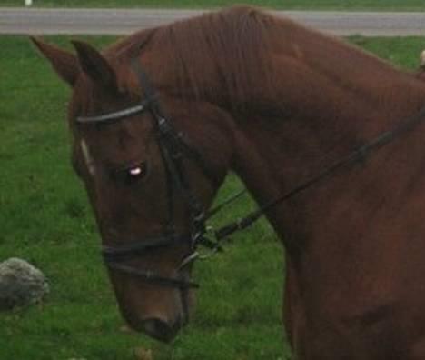 Dansk Varmblod Mizett Solvang - Dejlige Misse billede 1