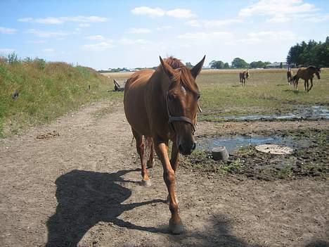 Dansk Varmblod Mizett Solvang billede 2