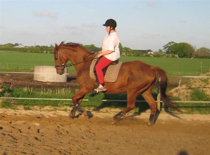 Dansk Varmblod Mizett Solvang billede 3