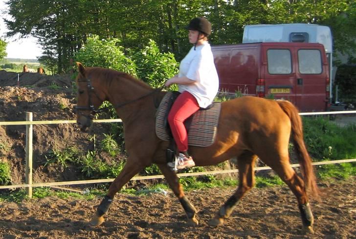 Dansk Varmblod Mizett Solvang billede 4