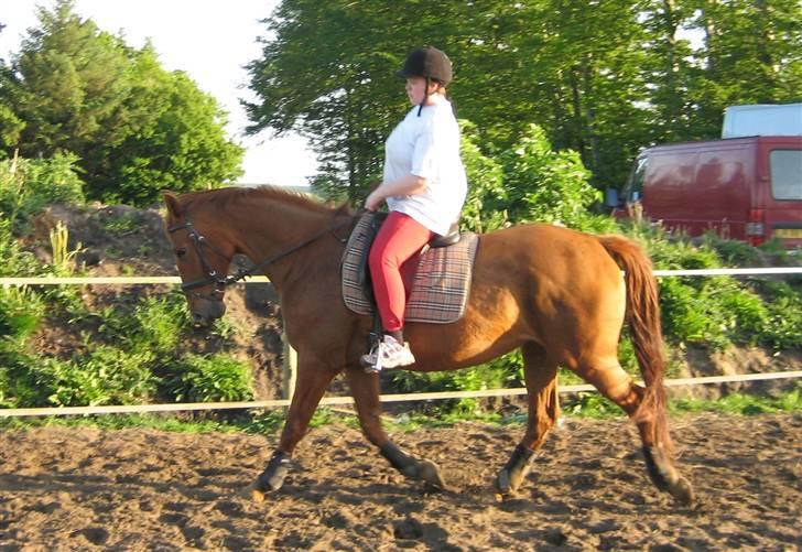 Dansk Varmblod Mizett Solvang billede 5