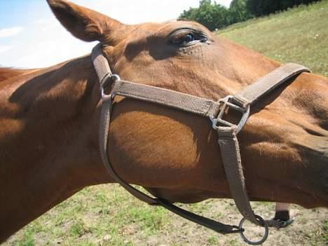 Dansk Varmblod Mizett Solvang - klø mig billede 6