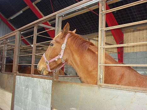 Dansk Varmblod Mizett Solvang billede 7