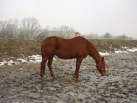 Dansk Varmblod Mizett Solvang - ingen græs HJÆLP billede 8