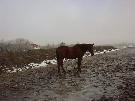 Dansk Varmblod Mizett Solvang - hvad skal man æde her ude i kulden billede 9