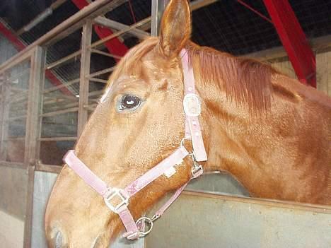 Dansk Varmblod Mizett Solvang billede 10