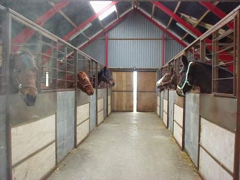 Dansk Varmblod Mizett Solvang - meget bedere inde i boksen når det er koldt ude billede 11