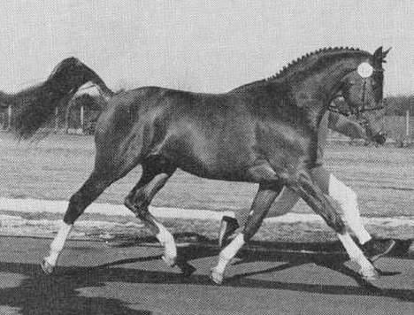 Dansk Varmblod Mizett Solvang - farmand billede 12