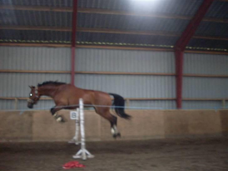 Westfaler Ronja - spring :)  billede 3