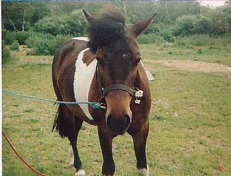 Islænder Prinds billede 1