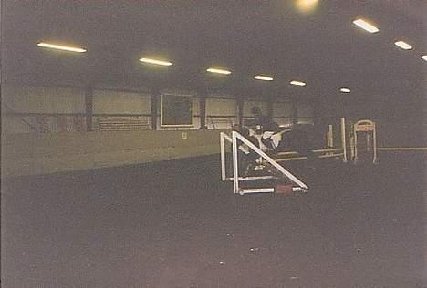 Islænder Prinds - hopper lidt billede 3