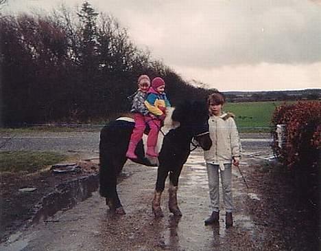 Islænder Prinds - børn får tur billede 5