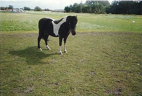 Islænder Prinds - den skønne igen billede 9