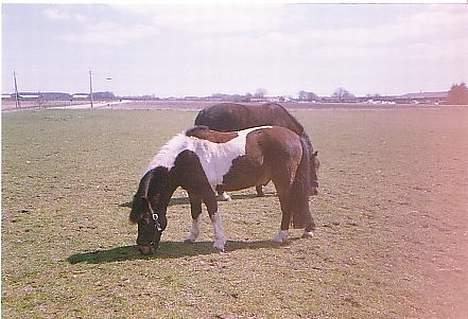 Islænder Prinds - bedste venner billede 10