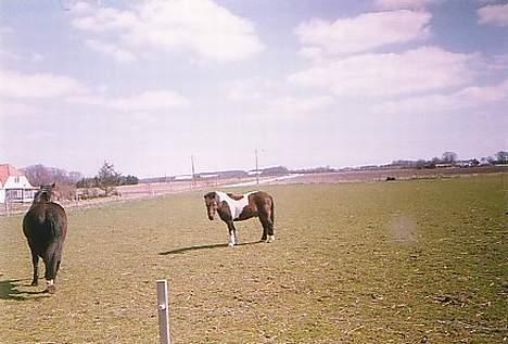 Islænder Prinds billede 11