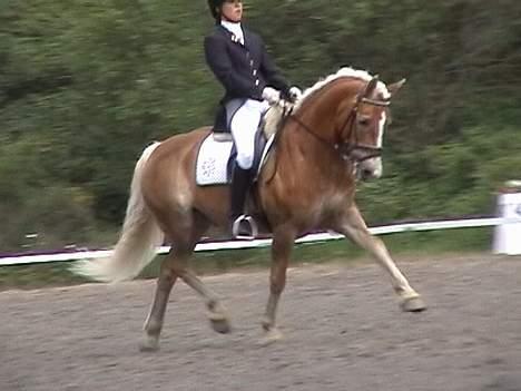 Haflinger Nanok billede 2