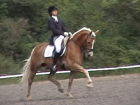 Haflinger Nanok billede 4